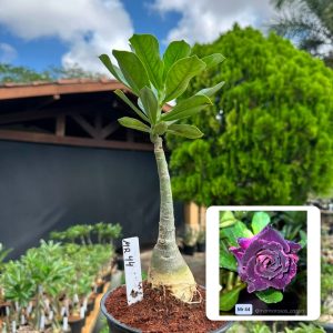 0907 60 Rosa do Deserto Mr 44