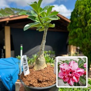 0907 97 Rosa do Deserto L45