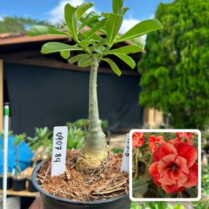 0907 84 Rosa do Deserto Lm 5 - B