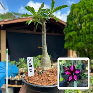 0907 81 Rosa do Deserto Black Cherry