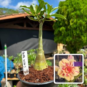 0907 79 Rosa do Deserto Triple Wish