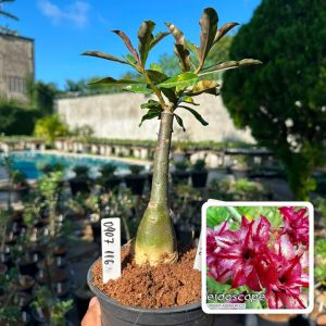 0907 116 Rosa do Deserto Kaleidoscope Orient Adenium