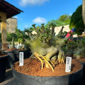 0907 02 Arabicum Zeus f3 - Adulta