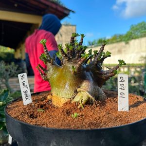 0907 01 Arabicum Big Foot Black - Adulta