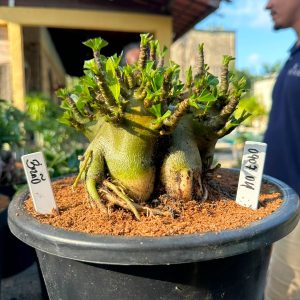 0907 04 Arabicum Bizão - Adulta