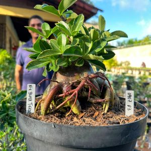 0907 03 Arabicum Nix black - Adulta