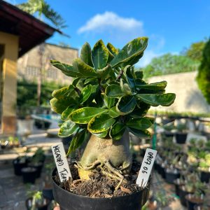 0907 06 Arabicum Megazord Tigrada F3