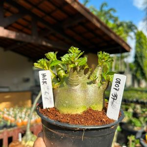 0807 37 Arabicum Hulk F3