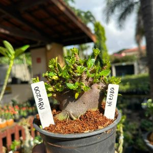 0807 34 Arabicum oozaru F3