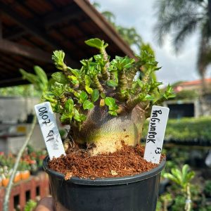 0807 41 Arabicum Ragnarok F3