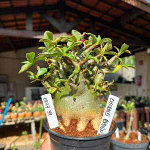 0807 39 Arabicum Emerald Crown F3