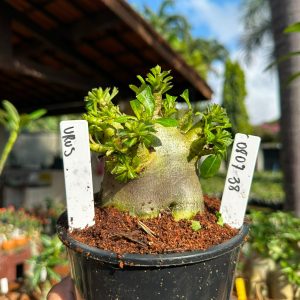 0807 38 Arabicum Urus F3