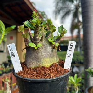 0807 36 Arabicum Asgard F3