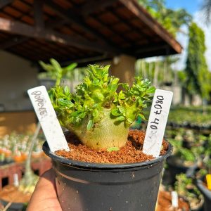 0807 40 Arabicum Popeye F3