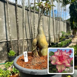 1007 01 Rosa do Deserto Filó (Leilão)