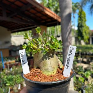 1107 04 Arabicum Braquiossauro F3