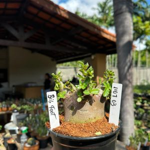 1107 03 Arabicum Big Foot F3