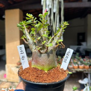 1107 41 Arabicum Torpedo F3