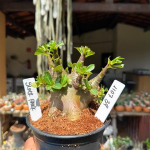 1107 39 Arabicum Black Hawk F3