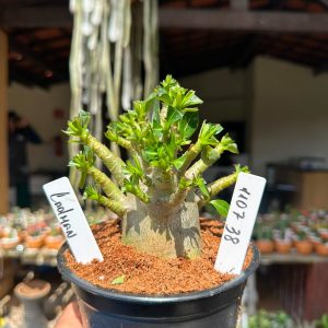 1107 38 Arabicum Cadman F3