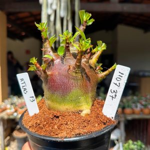 1107 37 Arabicum Atlas F3