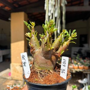 1107 36 Arabicum Fat boy F3