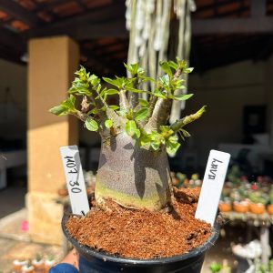 1107 30 Arabicum Lava F3