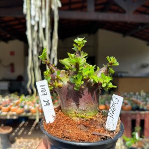 1107 29 Arabicum Dobby F3