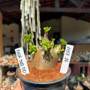 1107 26 Arabicum Nom Sod DD F3