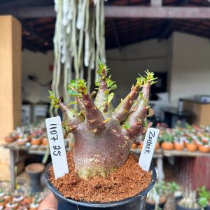 1107 25 Arabicum Zadock F3