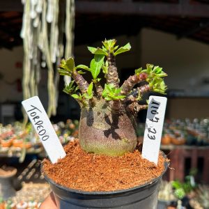 1107 23 Arabicum Torpedo F3