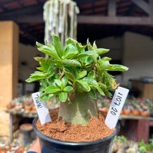 1107 20 Arabicum thor F3
