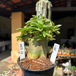 1107 19 Arabicum low F3