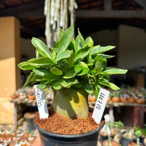 1107 18 Arabicum Brutos F3