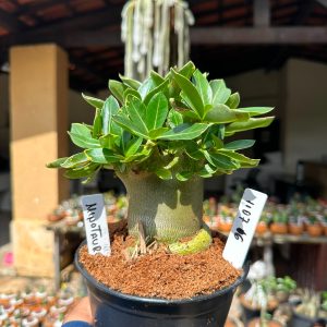 1107 16 Arabicum Minotauro F3