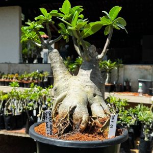 1007 01 Baobá Caudex Arabicum