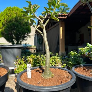1107 03 Big Caudex surprix