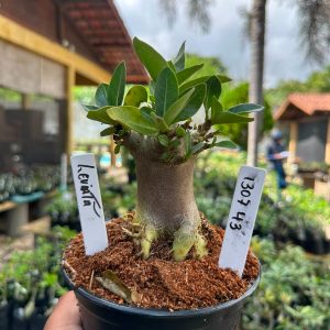 1307 43 Arabicum Leviatã F3