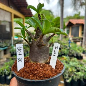 1307 36 Arabicum Javali F3