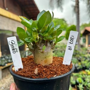 1307 19 Arabicum Bizão F3