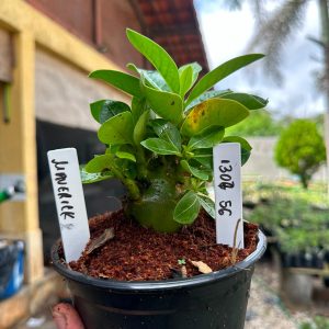 1307 56 Arabicum Maverick F3
