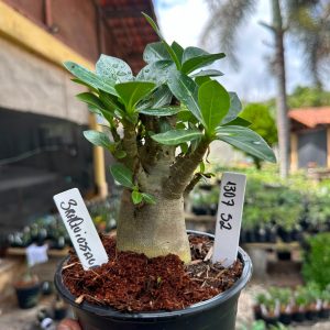 1307 52 Arabicum Braquiossauro F3