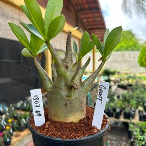1307 69 Arabicum Groot F3