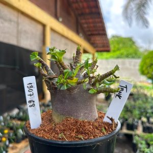 1307 68 Arabicum Tank F3