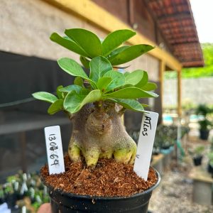 1307 64 Arabicum Atlas F3