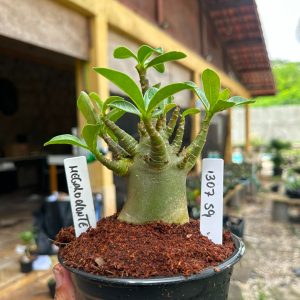 1307 59 Arabicum Megalodonte F3