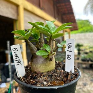 1307 60 Arabicum Duentti F3