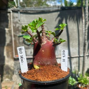 1007 05 Arabicum Red Skin F3