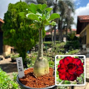 1307 29 Rosa do Deserto Amor de Mãe