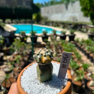 1307 06 Cacto Astrophytum Astéria variegata